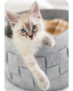 1-os kortti kissat-kissat-kissat