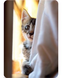 1-os kortti kissat-kissat-kissat