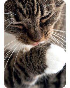 1-os kortti kissat-kissat-kissat