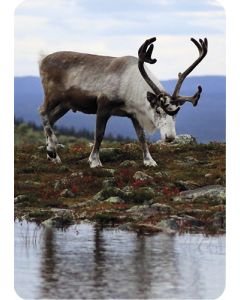 1-os kortti Tommi Hynynen