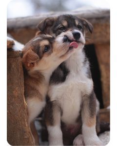 1-os kortti Tommi Hynynen