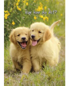 1-os hupikortti R Avanti