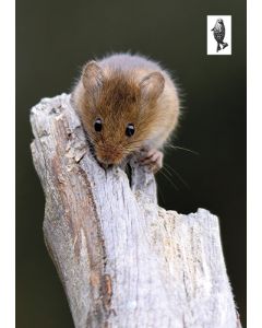 1-os kortti Suomen luonnonsuojeluliitto