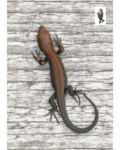 1-os kortti Suomen luonnonsuojeluliitto