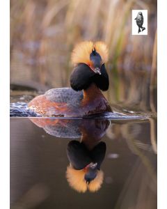 1-os kortti Suomen luonnonsuojeluliitto