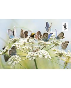 1-os kortti Suomen luonnonsuojeluliitto