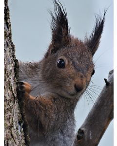 Juliste 30x40cm Orava