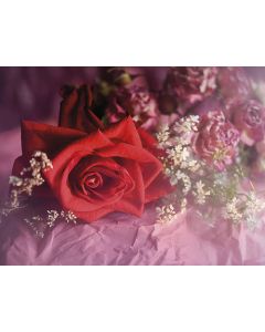 Juliste 30x40cm Ruusu