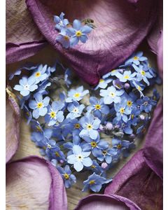 Juliste 30x40cm Sinivuokko