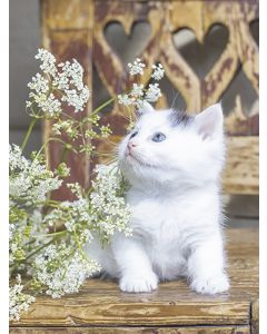 Juliste 30x40cm kissanpentu