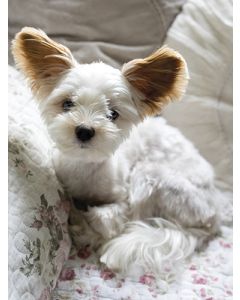 Juliste 30x40cm koira