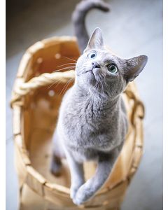 Juliste 30x40cm kissa korissa