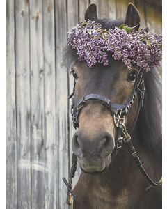 Juliste 30x40cm hevonen