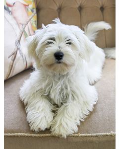 Juliste 30x40cm koiranpentu