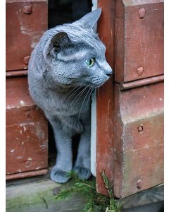 Juliste 30x40cm kissa oven raossa