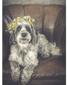 Juliste 30x40cm koira seppele päässä