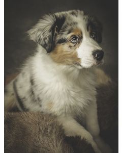 Juliste 60x80cm koira