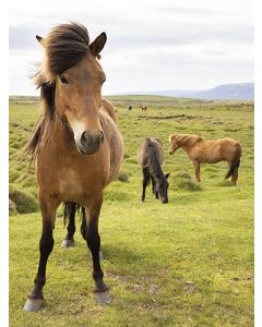 Juliste 60x80cm hevoset