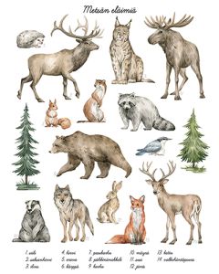 Juliste 30x40cm metsän eläimet