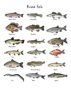 Juliste 60x80cm kalat