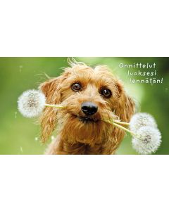 2-os hupikortti Avanti