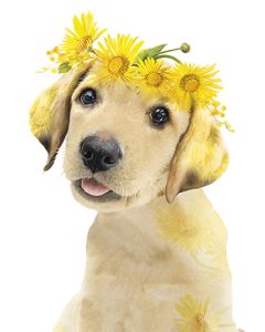 1-os kortti Lola Design