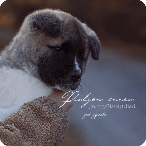 2-osainen neliokortti