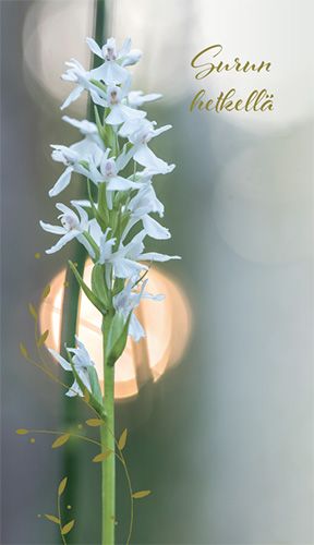 2-osainen osanotto Roosa nauha