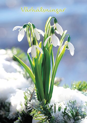 Postikortti kevät ruotsinkielinen