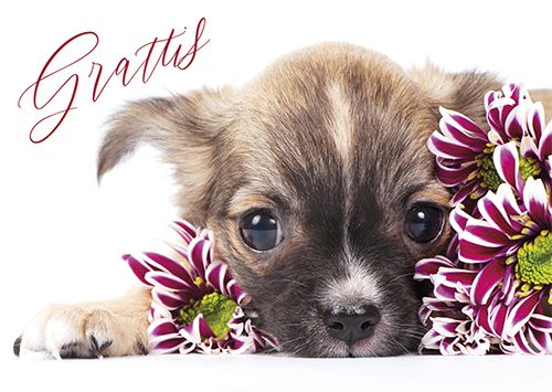 Postikortti eläin ruotsinkielinen