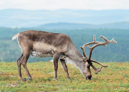 Postikortti matkailu