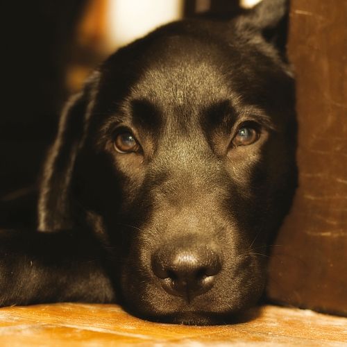 2-osainen neliökortti