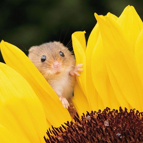 2-osainen neliökortti