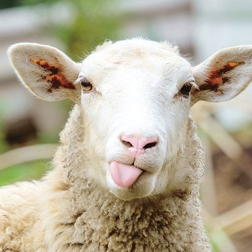 2-osainen neliökortti