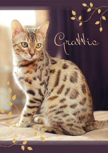 Postikortti kissa ruotsinkielinen