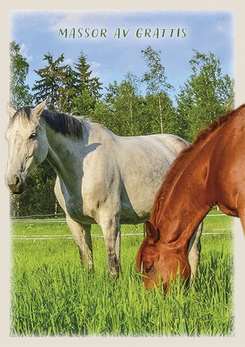 Postikortti hevonen ruotsinkielinen