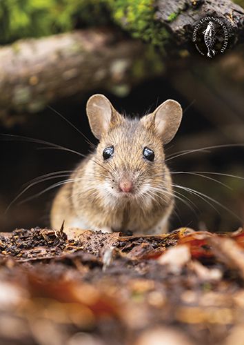 Postikortti Suomen luonnonsuojeluliitto