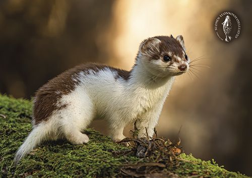 Postikortti Suomen luonnonsuojeluliitto