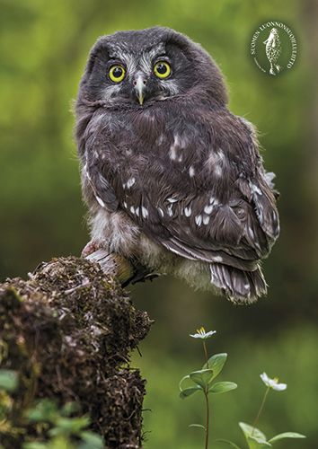 Postikortti Suomen luonnonsuojeluliitto