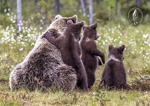 Postikortti Suomen luonnonsuojeluliitto