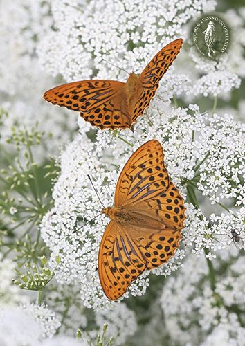 Postikortti Suomen luonnonsuojeluliitto