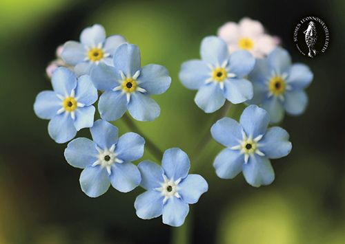 Postikortti Suomen luonnonsuojeluliitto