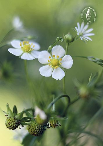 Postikortti Suomen luonnonsuojeluliitto