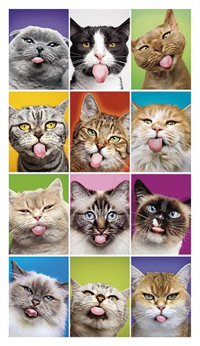 2-osainen hupikortti Avanti