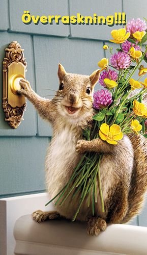 2-osainen hupikortti Avanti ruotsinkielinen