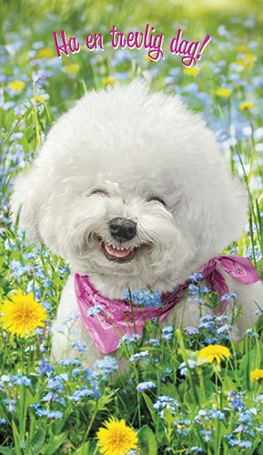 2-osainen hupikortti Avanti ruotsinkielinen