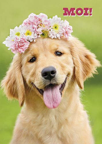 Postikortti hupi Avanti