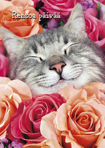 Postikortti hupi Avanti