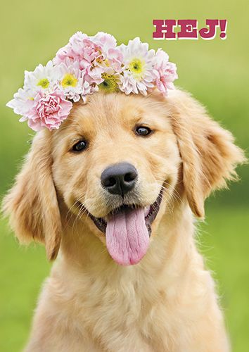 Postikortti hupi Avanti ruotsinkielinen