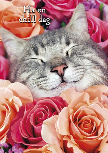 Postikortti hupi Avanti ruotsinkielinen